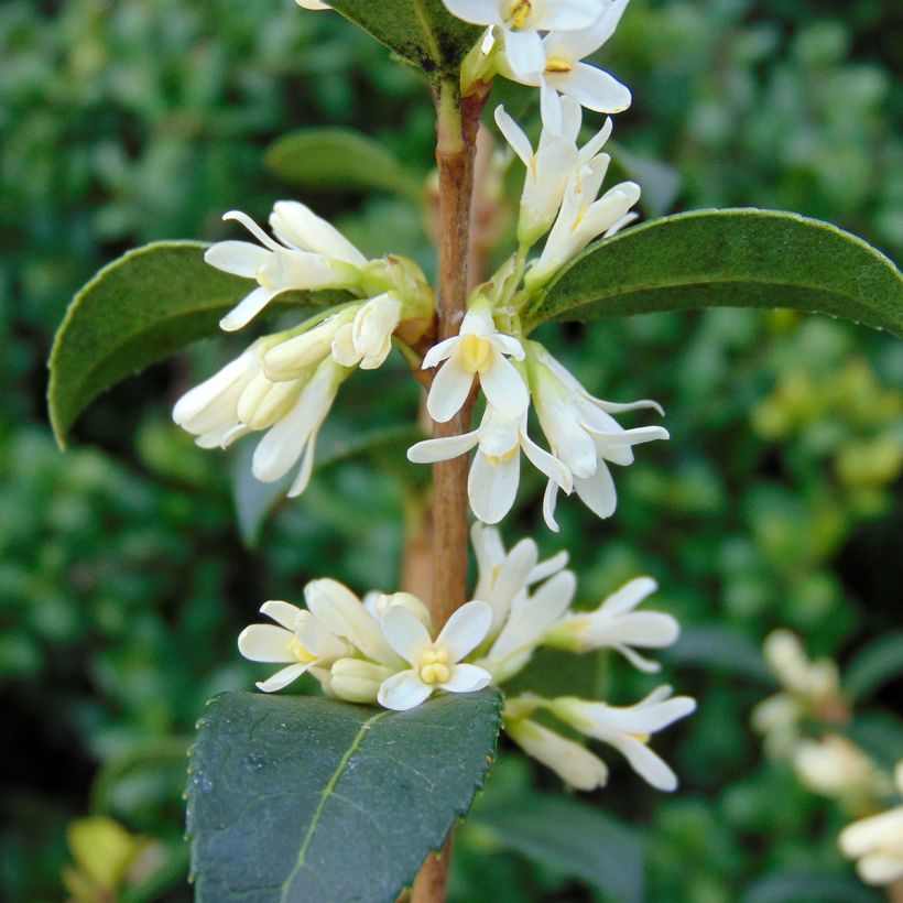 Osmanthus burkwoodii (Flowering)