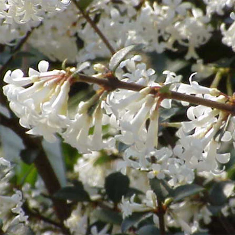 Osmanthus delavayi - Osmanthe de Delavay (Flowering)