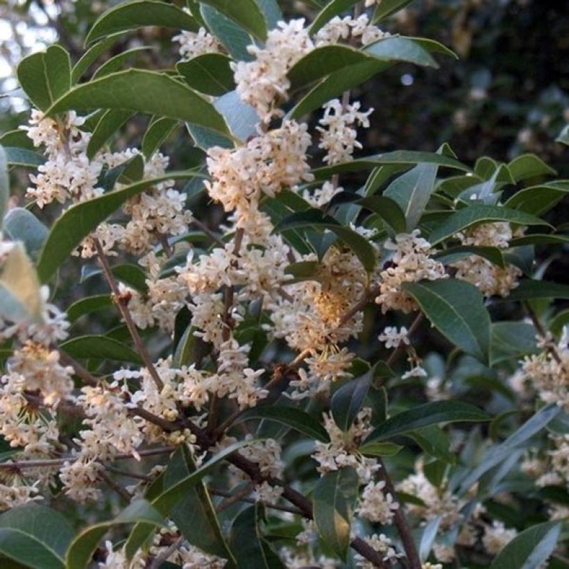 Osmanthus fortunei - Osmanthe de Fortune (Flowering)