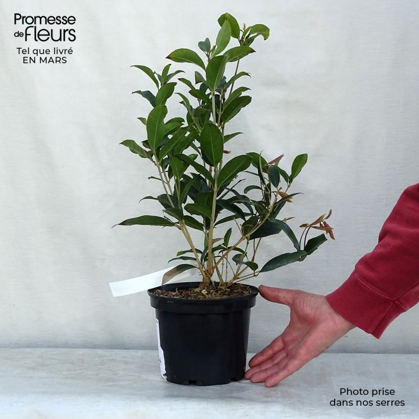 Example of Osmanthus fragans - Osmanthe parfumé  Pot de 2L/3L as you get in printemps