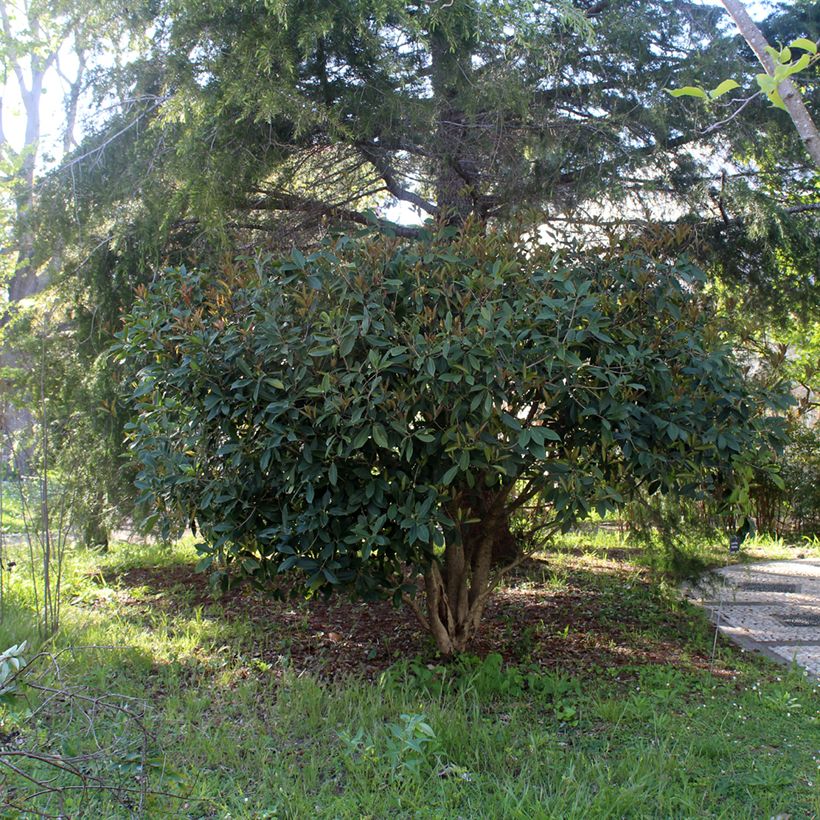 Osmanthus fragans - Osmanthe parfumé  (Plant habit)