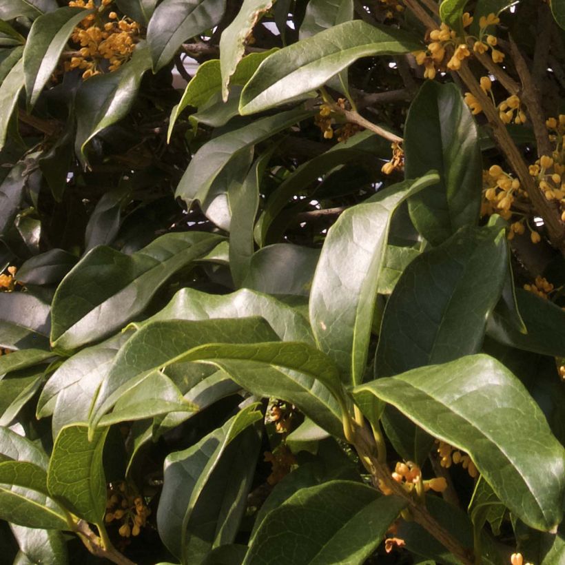 Osmanthus fragrans Aurantiacus - Osmanthe parfumé (Foliage)