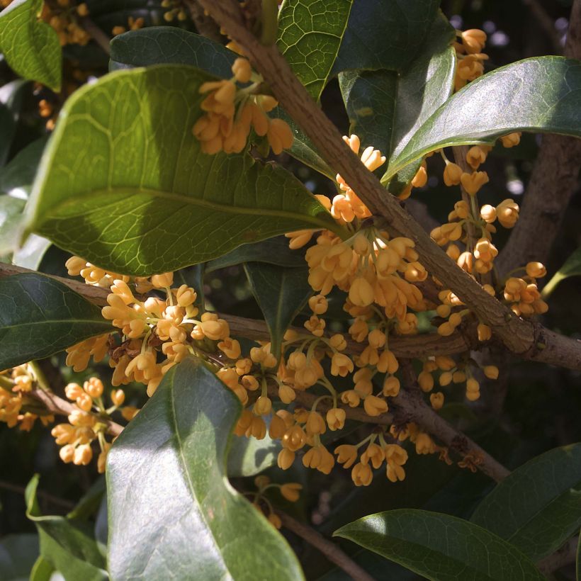 Osmanthus fragrans Aurantiacus - Osmanthe parfumé (Flowering)