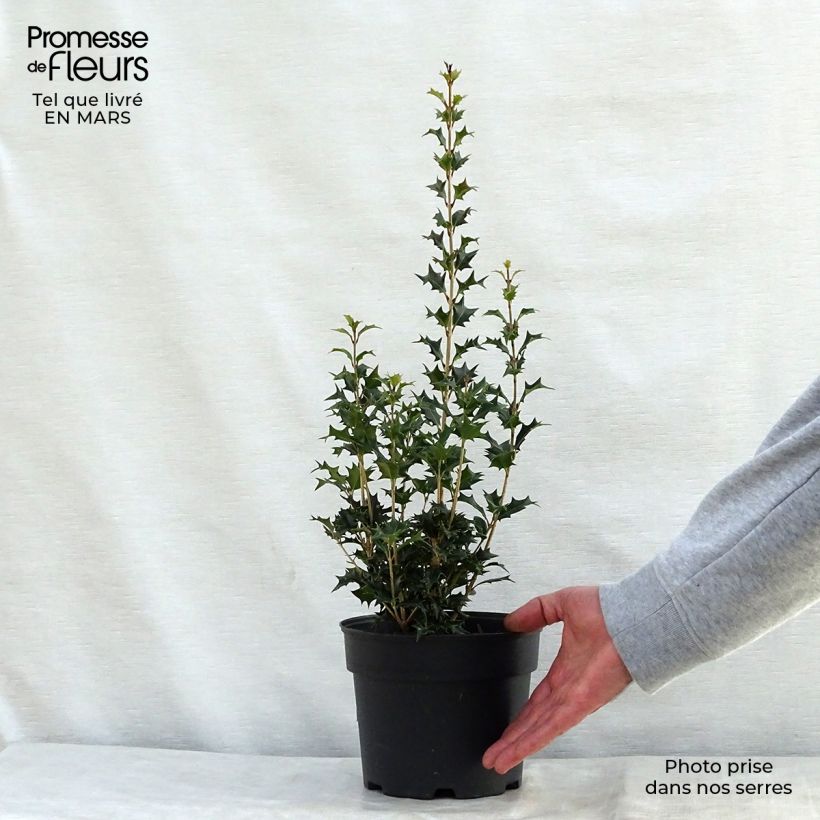 Example of Osmanthus heterophyllus Gulftide Pot de 2L/3L as you get in printemps