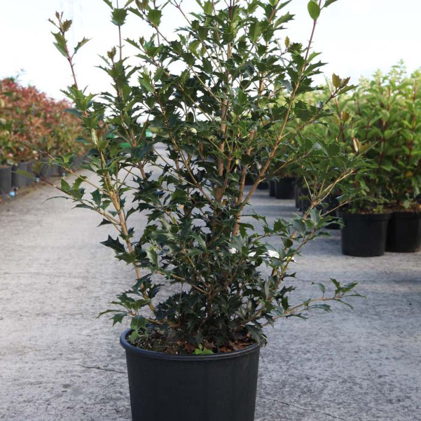 Example of Osmanthus heterophyllus Gulftide Pot de 12L/15L as you get