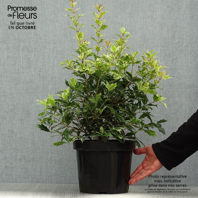 Spécimen de Osmanthus heterophyllus tricolor Pot de 7,5L/10L tel que livré en automne