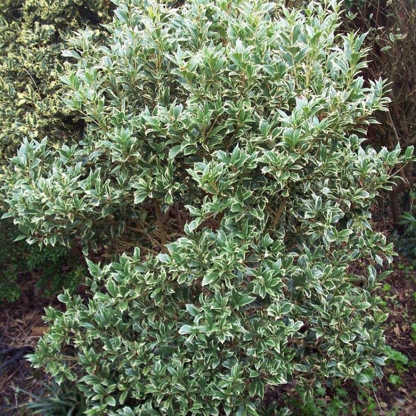 Osmanthus heterophyllus Variegatus - Osmanthe panaché (Plant habit)