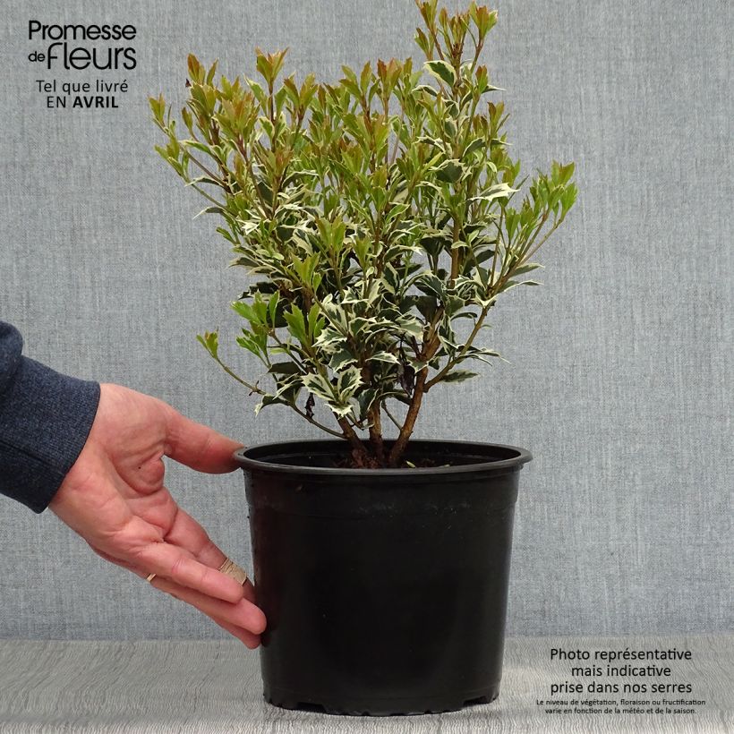Example of Osmanthus heterophyllus Variegatus - Osmanthe panaché Pot de 2L/3L as you get in printemps