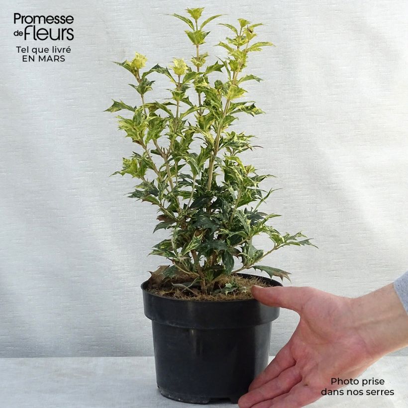 Example of Osmanthus heterophyllus tricolor Pot de 2L/3L as you get in printemps
