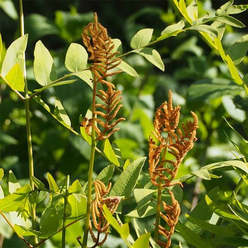 Osmunda japonica - Fougère (Flowering)