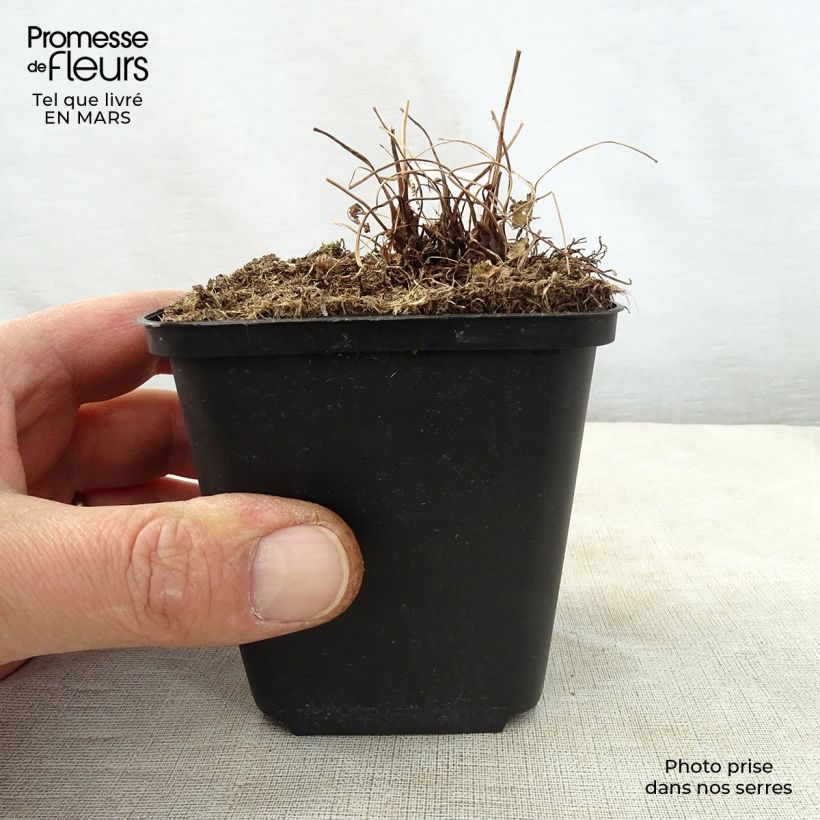 Example of Osmunda japonica - Fougère Godet de 8/9 cm as you get in printemps