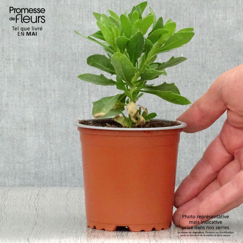 Spécimen de Osteospermum Cape Daisy White Pot de 10 cm/11cm tel que livré au printemps