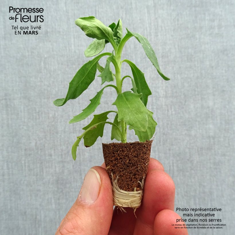 Example of Osteospermum Dalina Red Dark Mini-motte Ø 3/4 cm as you get in printemps