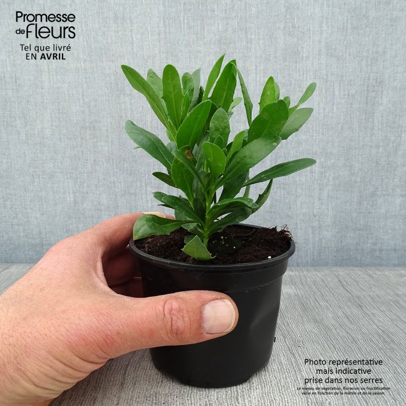 Spécimen de Osteospermum Flower Power Spider Purple Pot de 10 cm/11cm tel que livré au printemps