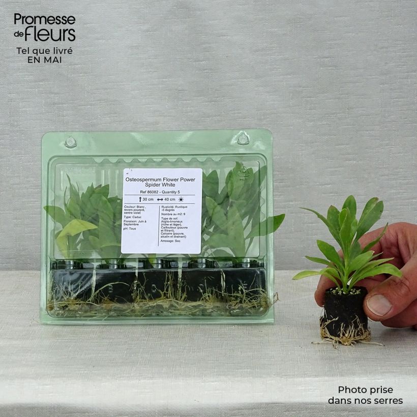 Example of Osteospermum Flower Power Spider White Mini-motte Ø 3/4 cm, Plant vert de 5 à 10 cm de haut as you get in printemps