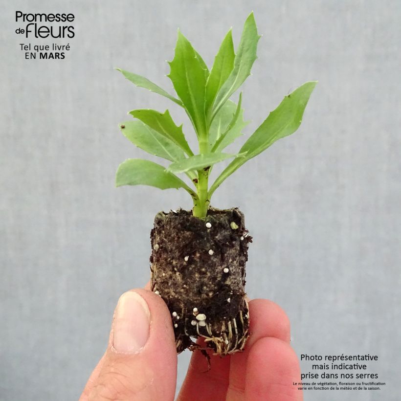 Example of Osteospermum Summersmile Cream Mini-motte Ø 3/4 cm, Plant vert de 5 à 10 cm de haut as you get in printemps