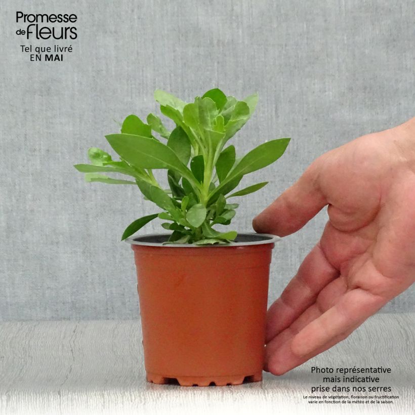 Example of Osteospermum Summersmile Cream Pot de 10 cm/11cm as you get in printemps