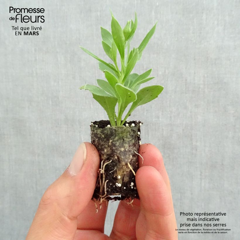 Spécimen de Osteospermum Summersmile Double Golden Yellow Mini-motte Ø 3/4 cm, Livré en plant vert de 5 à 10 cm de hauteur tel que livré au printemps