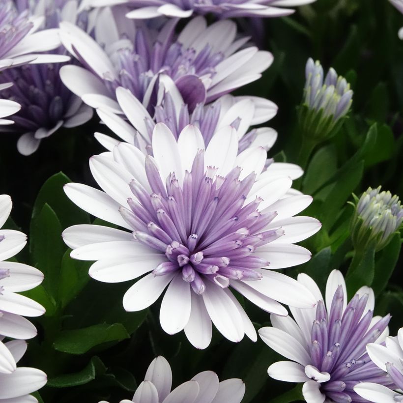 Osteospermum ecklonis 3D Steel Blue (Floraison)