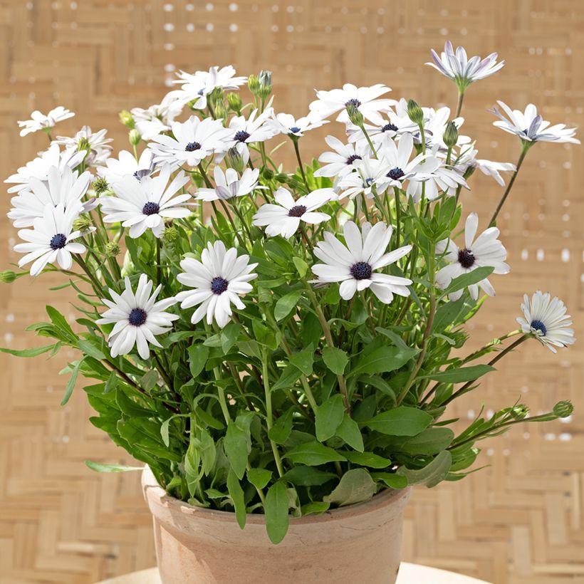 Graines d'Osteospermum Glistening White - Marguerite du Cap (Plant habit)