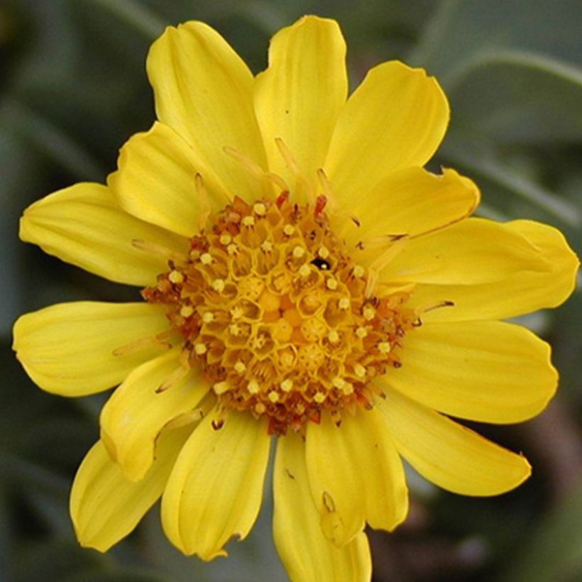 Othonna ou Othonnopsis cheirifolia - Othonne à feuilles de giroflée (Flowering)