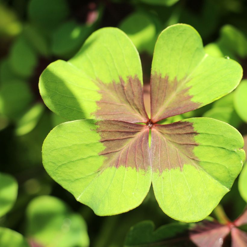 Oxalis deppei - Faux trèfle à quatre feuille (Foliage)