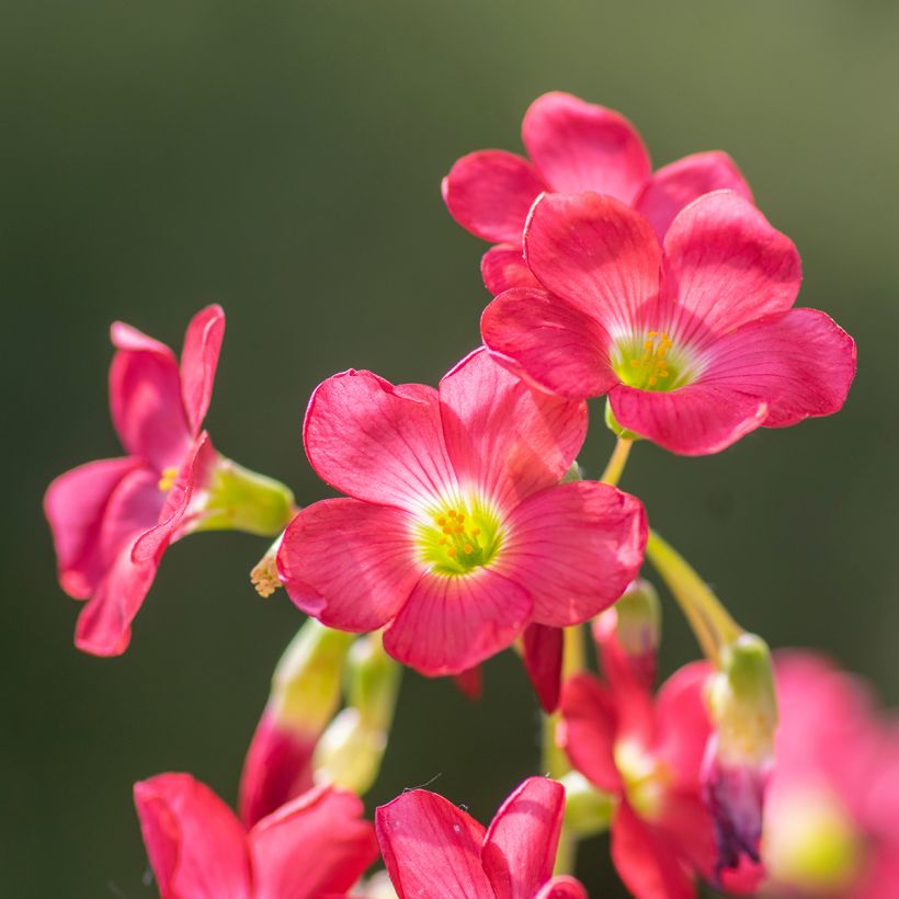Oxalis deppei - Faux trèfle à quatre feuille (Flowering)