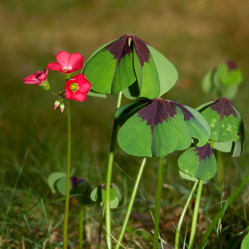 Oxalis deppei - Faux trèfle à quatre feuille (Plant habit)
