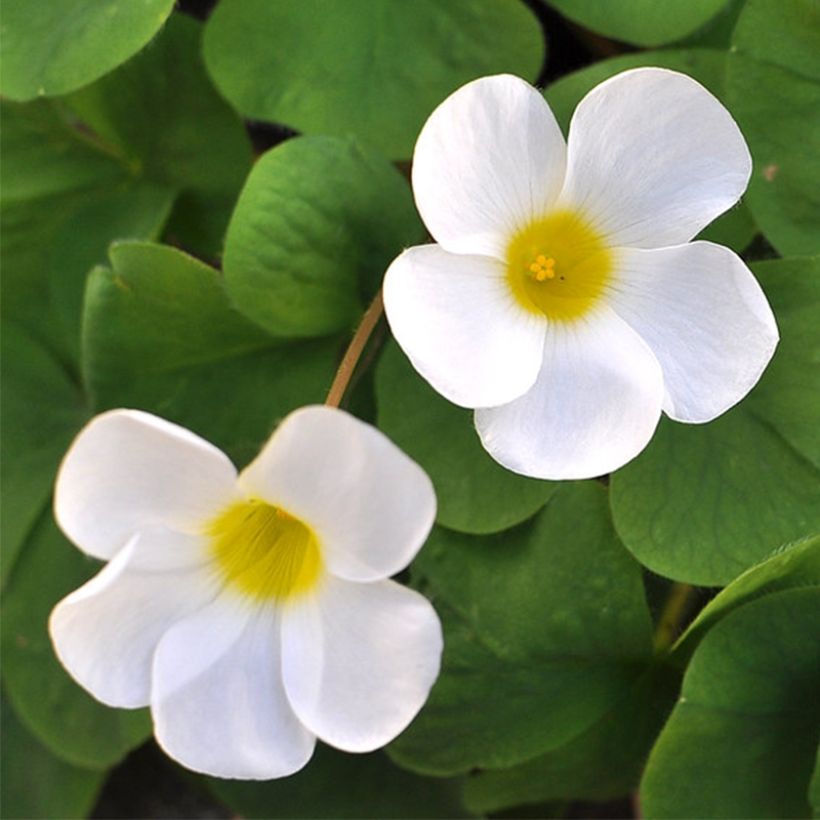 Oxalis purpurea Alba (Flowering)