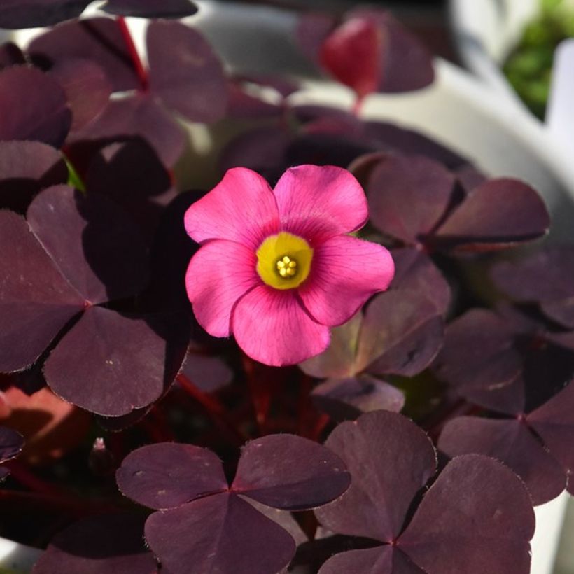 Oxalis purpurea Garnet (Flowering)