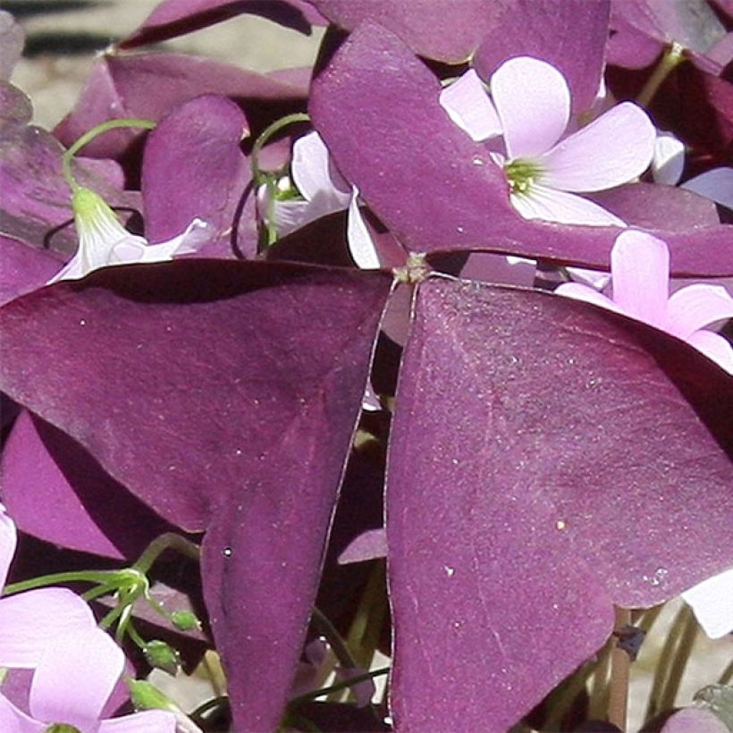 Oxalis triangularis ssp.papilionacea Atropurpurea (Foliage)