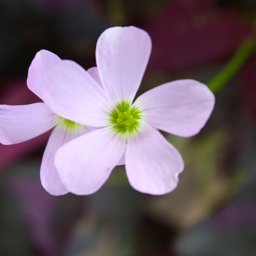 Oxalis triangularis ssp.papilionacea Atropurpurea (Flowering)