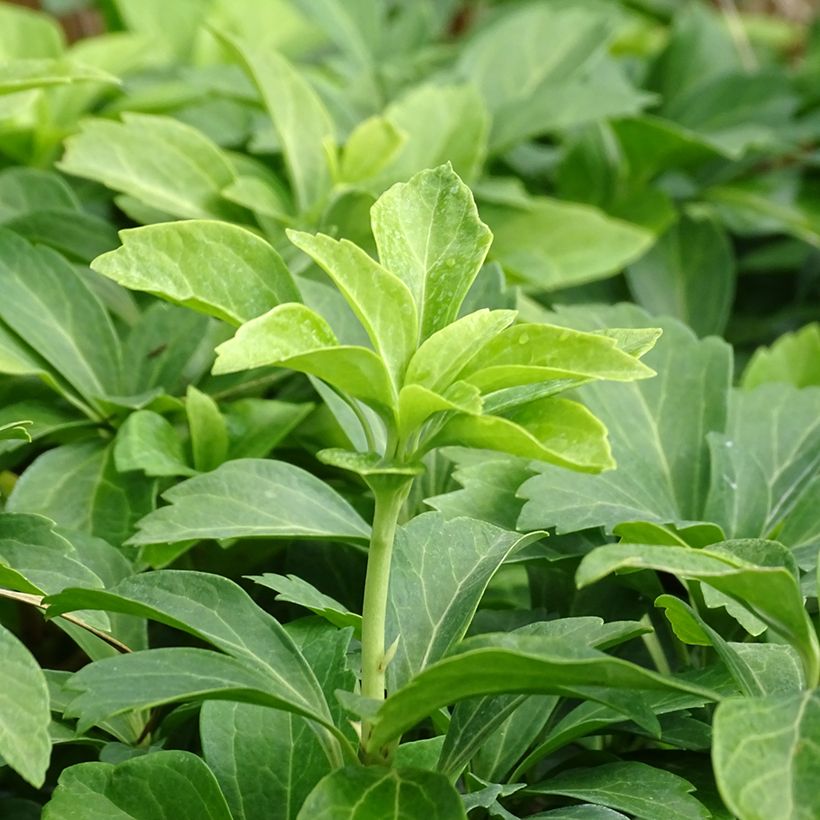 Pachysandra terminalis (Foliage)