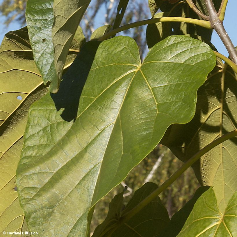 Paulownia fortunei Fast Blue (Foliage)