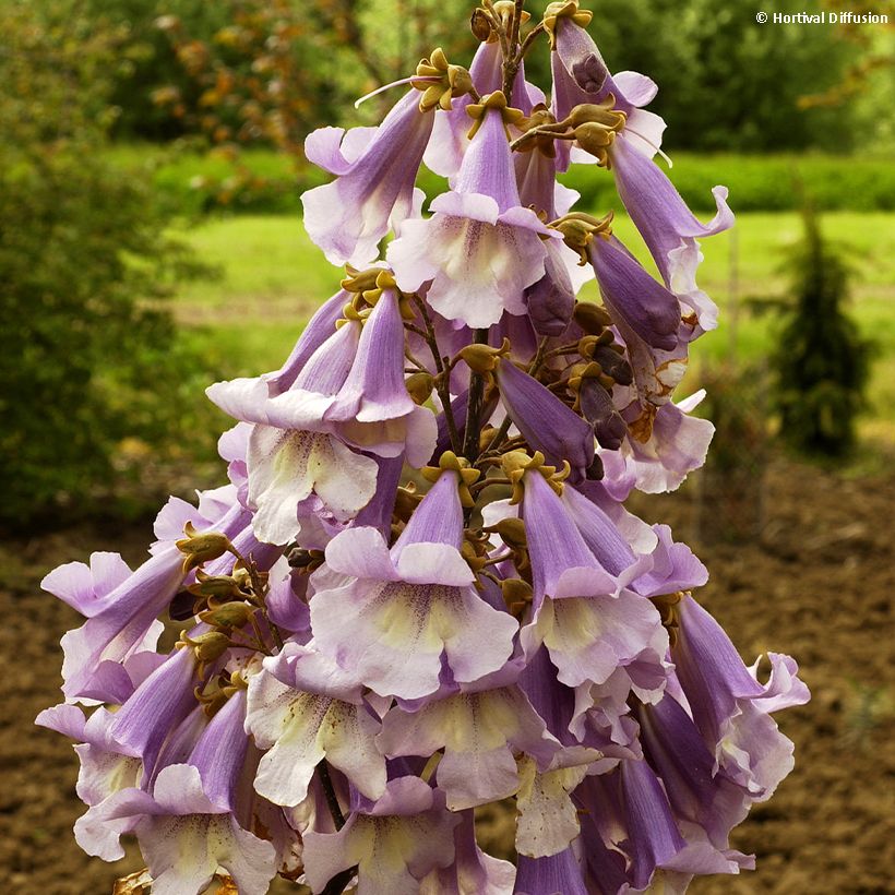 Paulownia fortunei Fast Blue (Flowering)