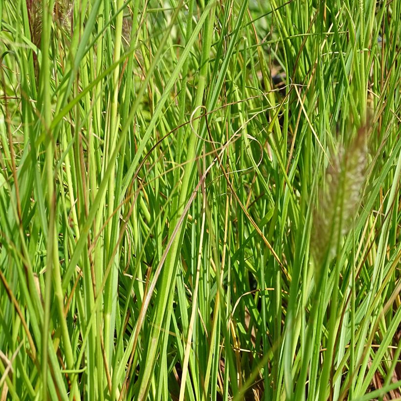 Pennisetum alopecuroides Cassian - Herbe aux écouvillons (Feuillage)