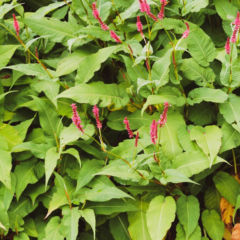 Renouée - Persicaria amplexicaulis Amethyst Summer (Foliage)