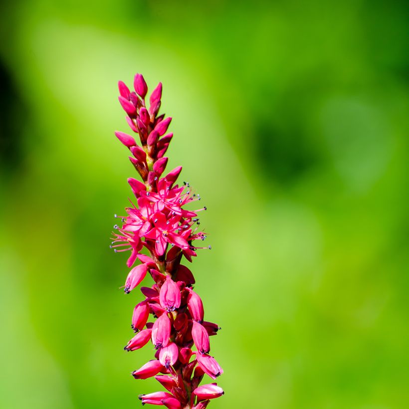 Renouée - Persicaria amplexicaulis Amethyst Summer (Flowering)