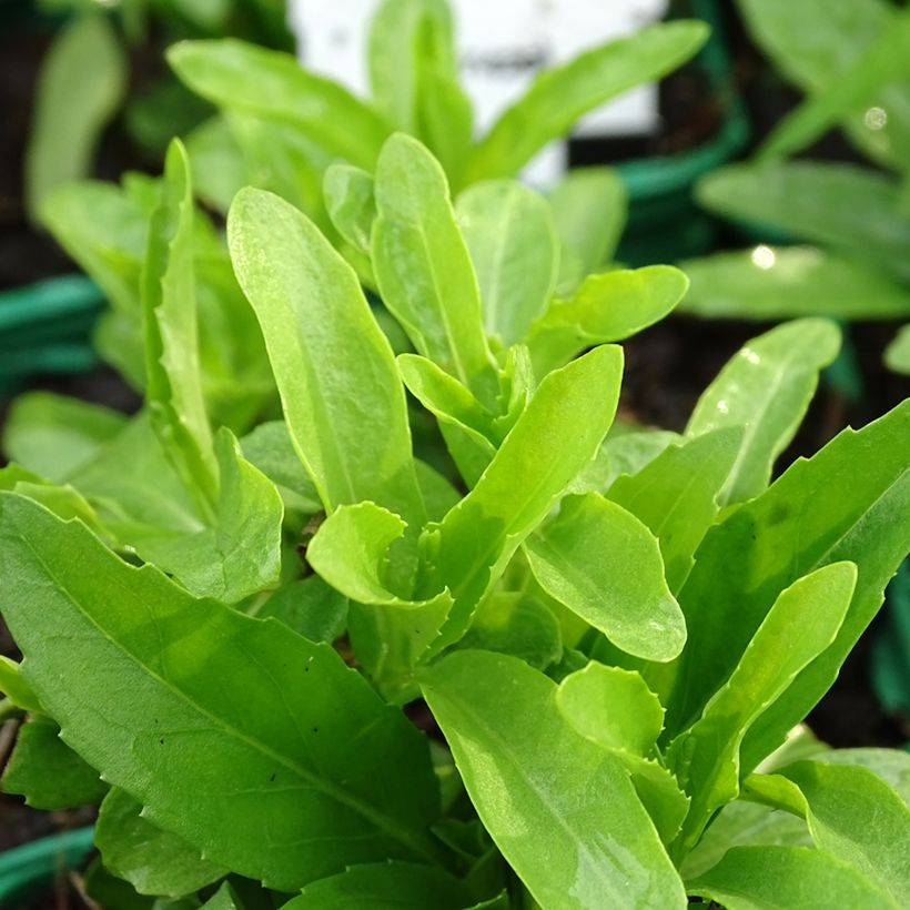 Physostegia virginiana Alba - Cataleptique blanche (Foliage)
