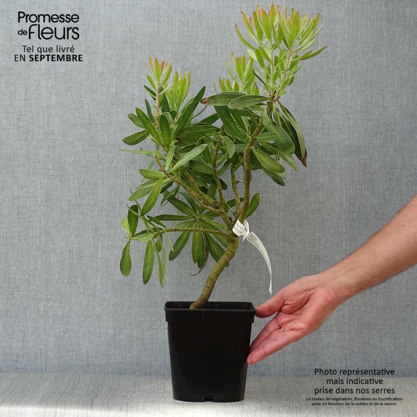Spécimen de Protea Pink Ice - Protée hybride Pot de 4L/5L tel que livré en automne