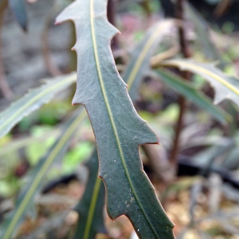Pseudopanax Bronze Eagle (Foliage)