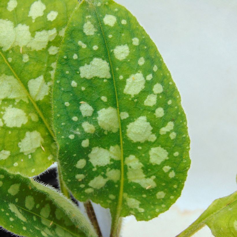 Pulmonaire hybride Victorian Brooch (Foliage)