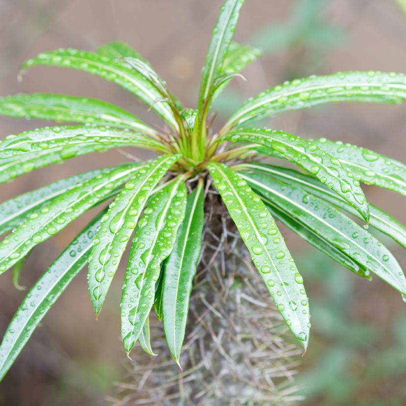 Pachypodium lamerei - Palmier de Madagascar (Foliage)