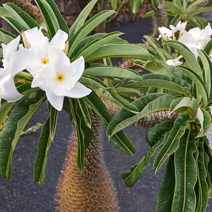 Pachypodium lamerei - Palmier de Madagascar (Flowering)