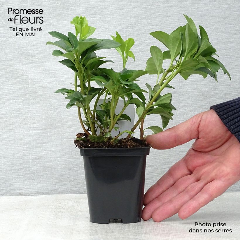 Example of Pachysandra terminalis Godet de 8/9 cm as you get in printemps