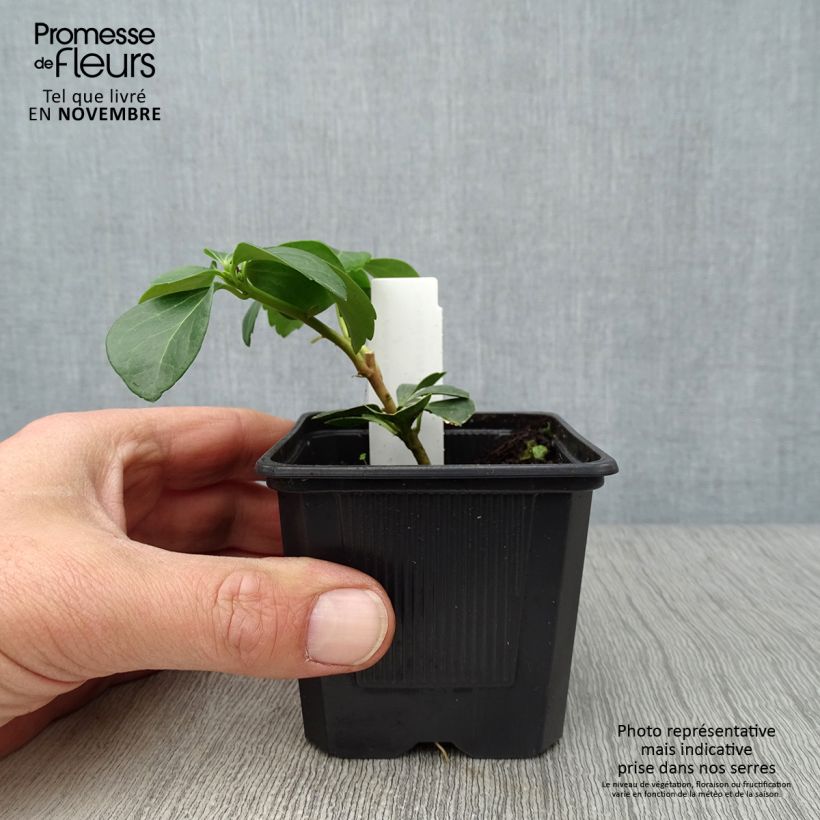 Spécimen de Pachysandra terminalis Godet de 8/9 cm tel que livré en automne