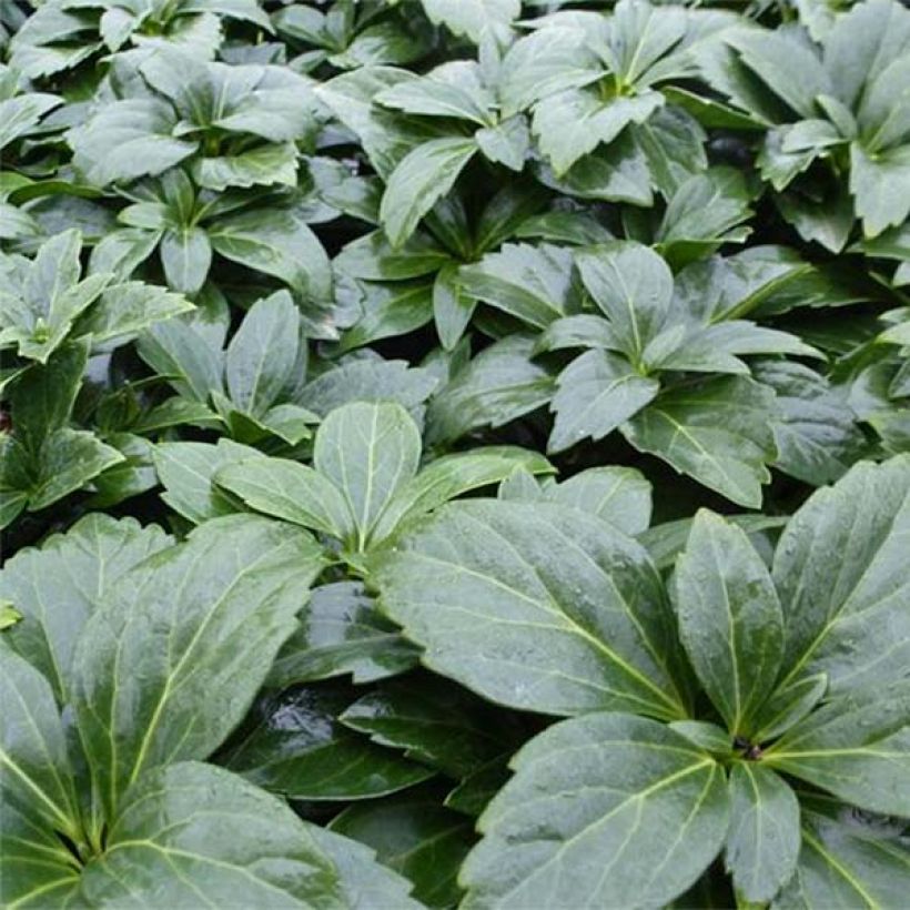 Pachysandra terminalis Green Carpet (Plant habit)