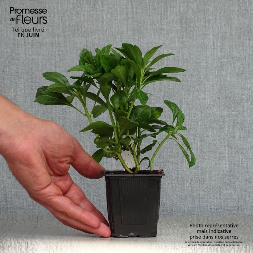 Spécimen de Pachysandra terminalis Green Carpet Godet de 8/9 cm tel que livré en été