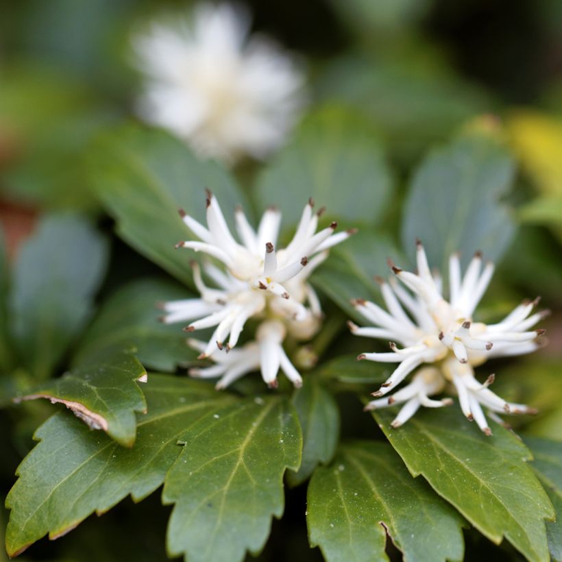 Pachysandra terminalis Green Carpet (Flowering)