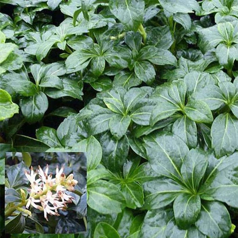 Pachysandra terminalis Green Sheen (Foliage)